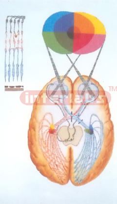 HUMAN VISUAL PATHWAY MODEL